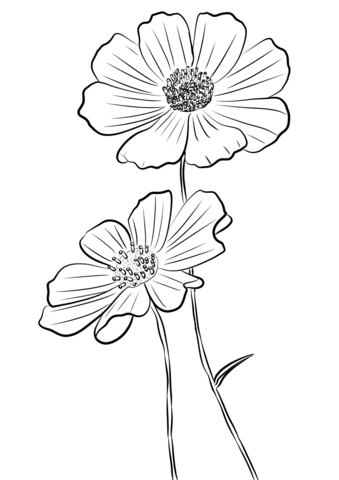 Cosmos Bipinnatus Coloring Page